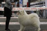 RCACIB Mâle Bordeaux 2017